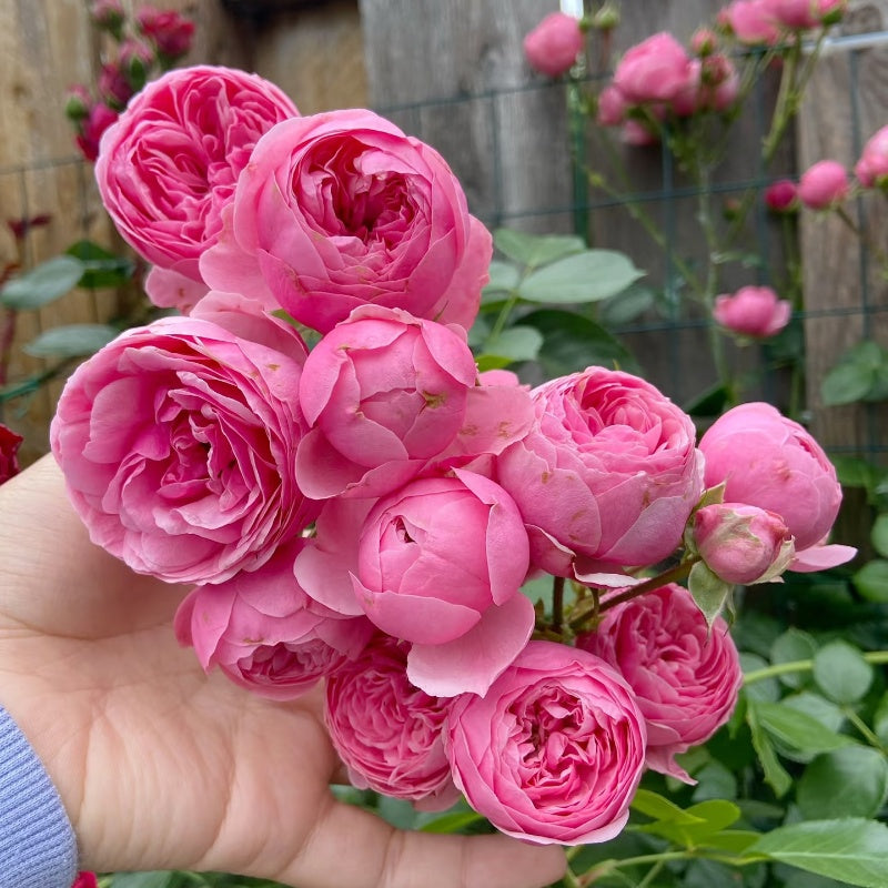 Pomponella Rose