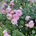 Spirit of Freedom Rose