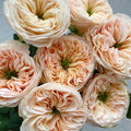 Stanley Abbey Rose