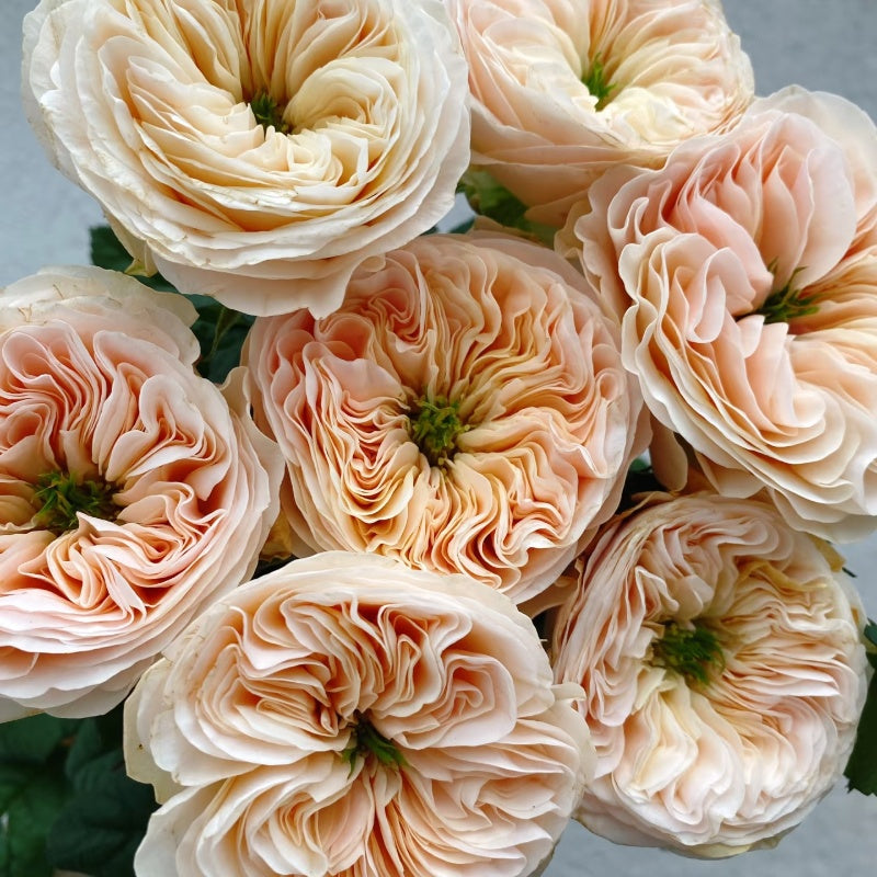 Stanley Abbey Rose