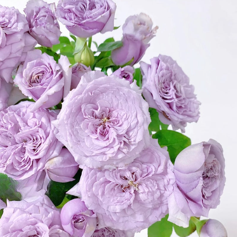 Ilias Rose