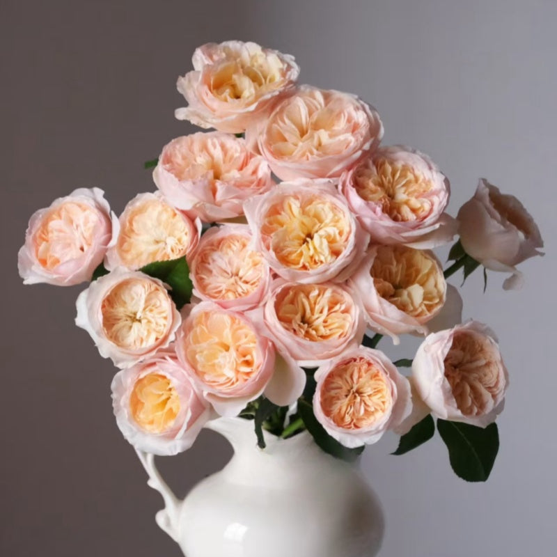 Juliet Rose