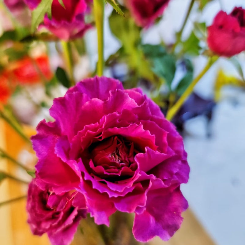 Ramukan Rose
