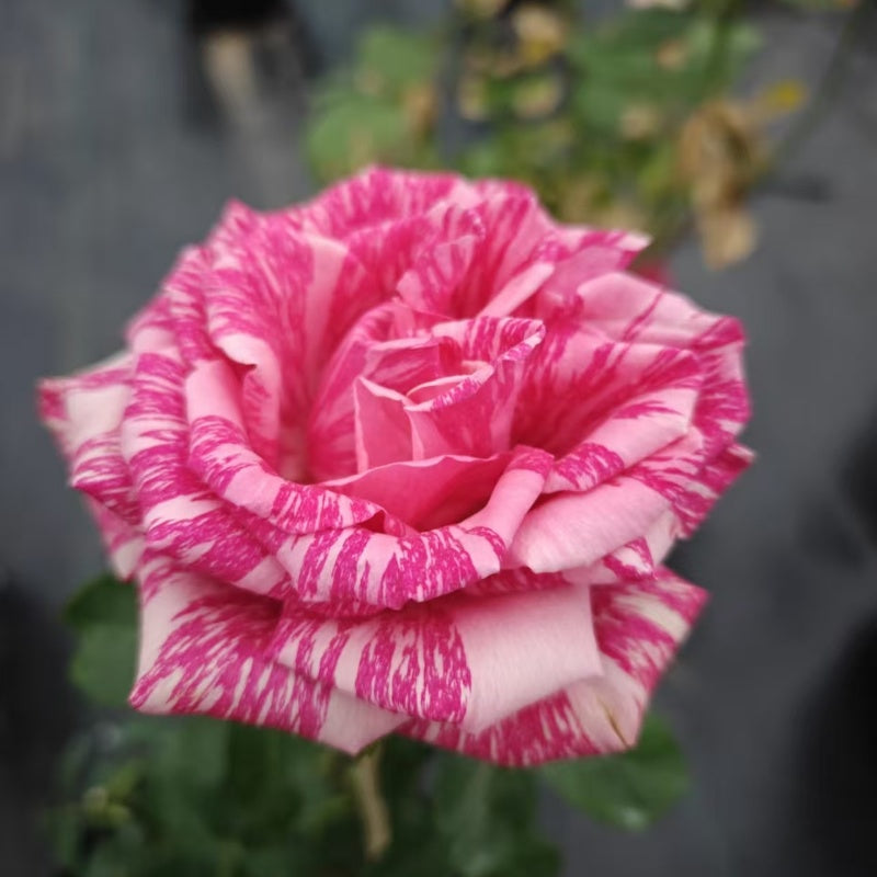 Pink Intuition Rose