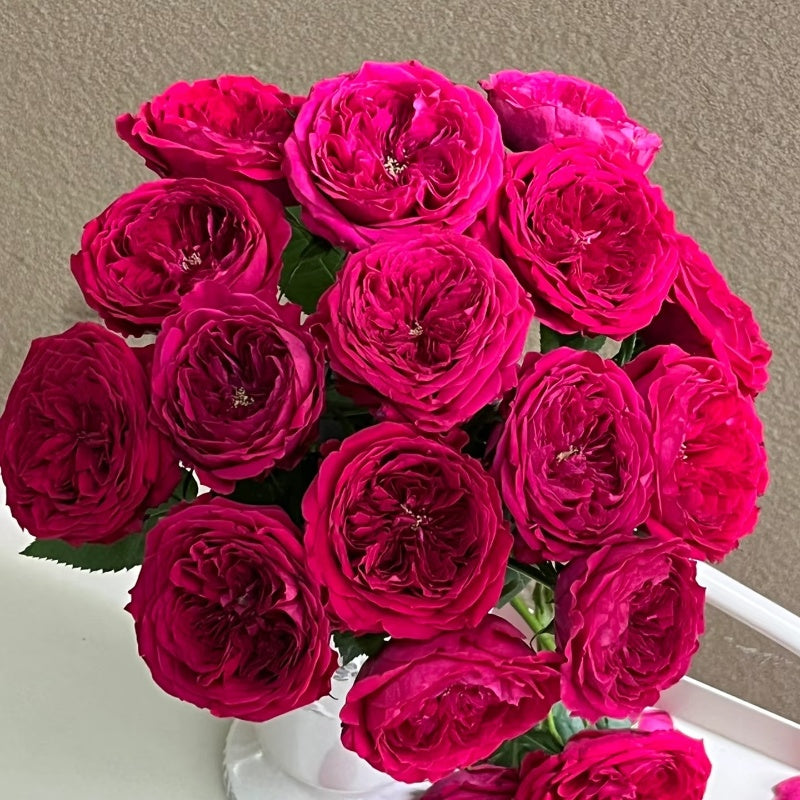 Darcy Rose