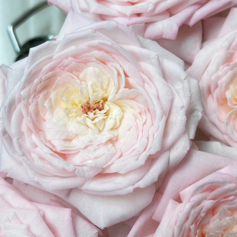 Special Bride Rose