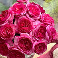 Strawberry Rose
