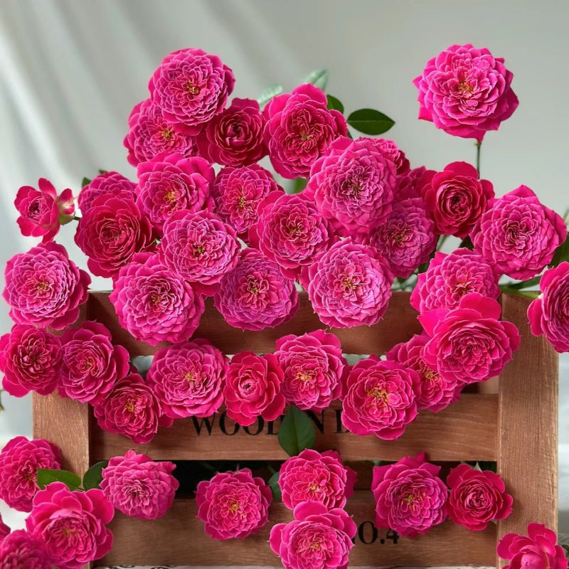 Marriotta Rose