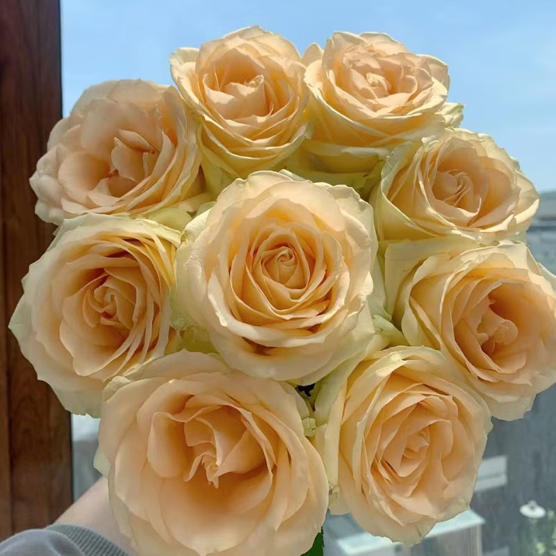 Peach Avalanche Rose