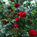 Republique de Montmartre Rose (Rose of the Nation's Angel)
