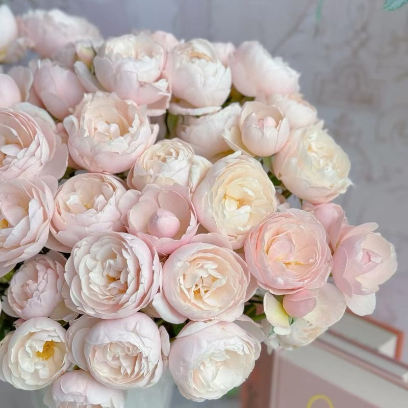 Vichy Rose (also known as Brise in Japan) 