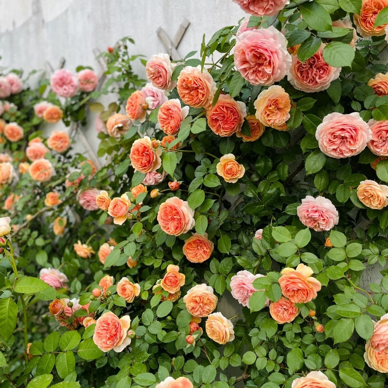 Chippendale Rose