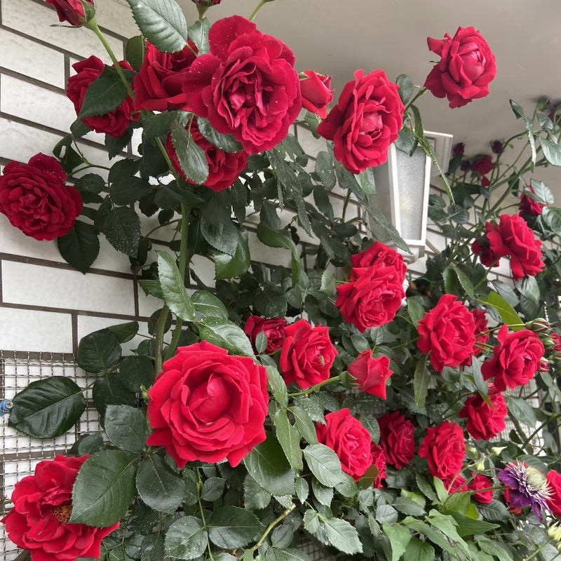 Parkdirektor Riggers Rose