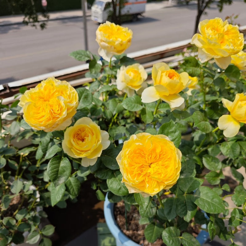 Jeanne d’Arc Rose