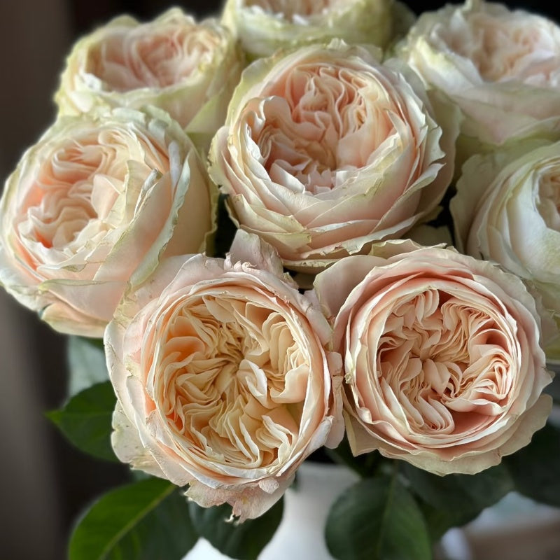 Victorian Dream Rose