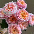 Notting Hill Rose