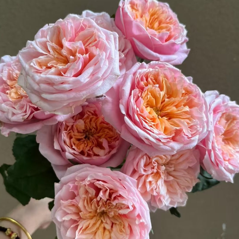 Notting Hill Rose