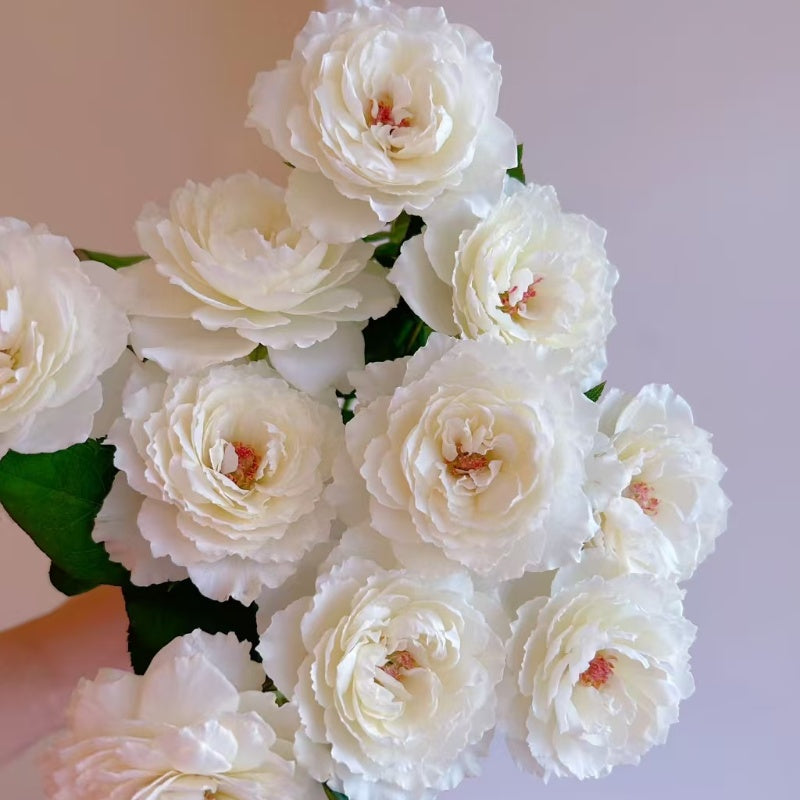 Princess Miyuki Rose