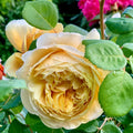 Charles Darwin Rose