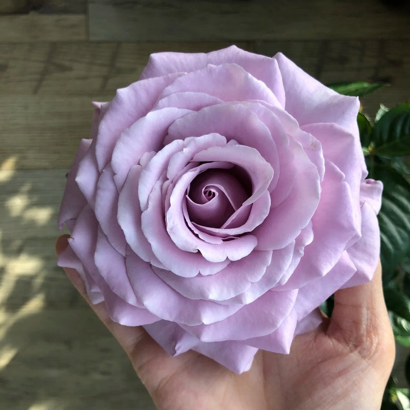 Luxury Nove Rose
