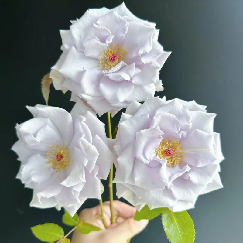 Star Prince Rose 