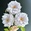 Star Prince Rose 