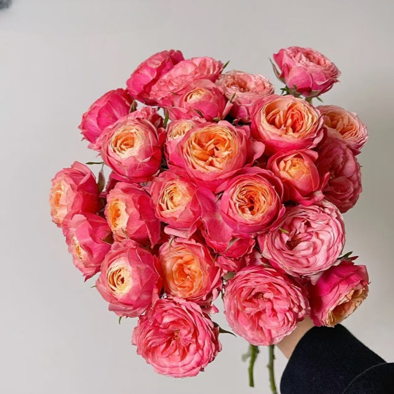 Bico Baby Romantica Rose
