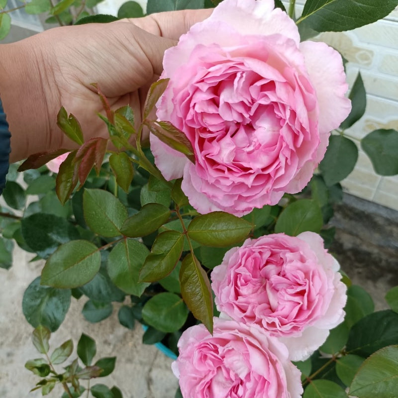 Fragrance of Fragrances Rose