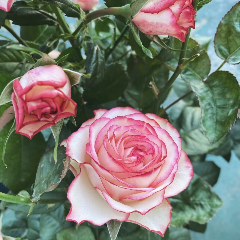 Carousel Rose