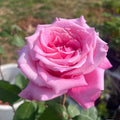 Momoka Rose