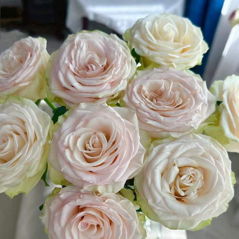 Dynamic Rose