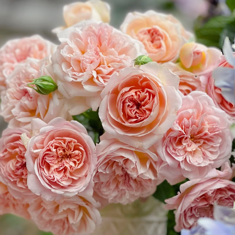 Jules Verne Rose