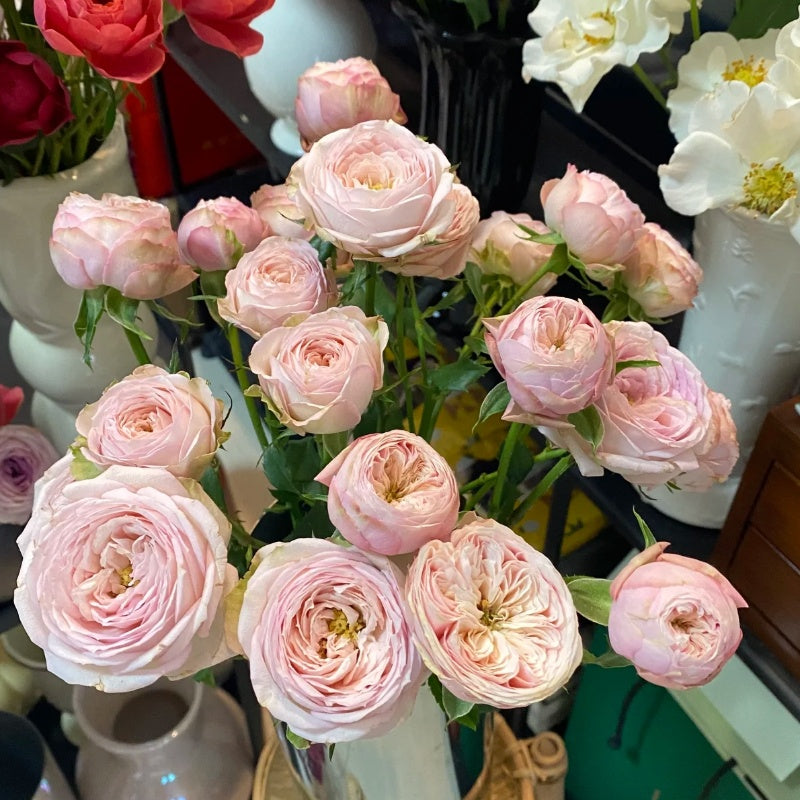 Royal Blush Rose