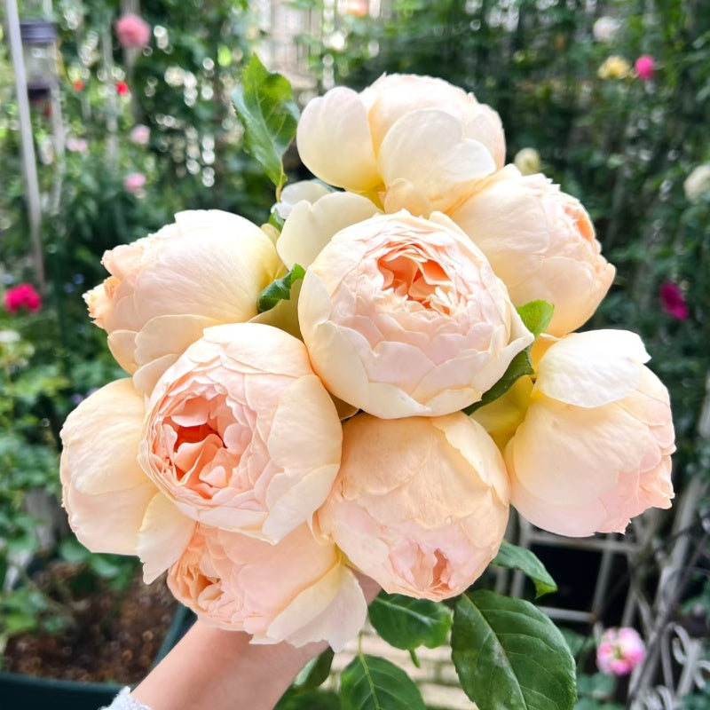 Jude the Obscure Rose