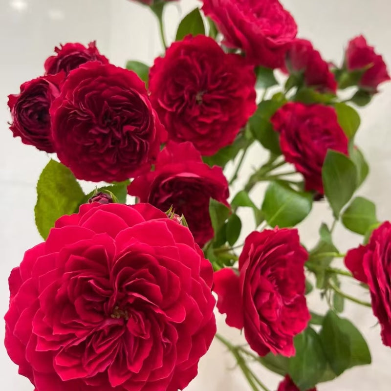Red Leonardo da Vinci Rose