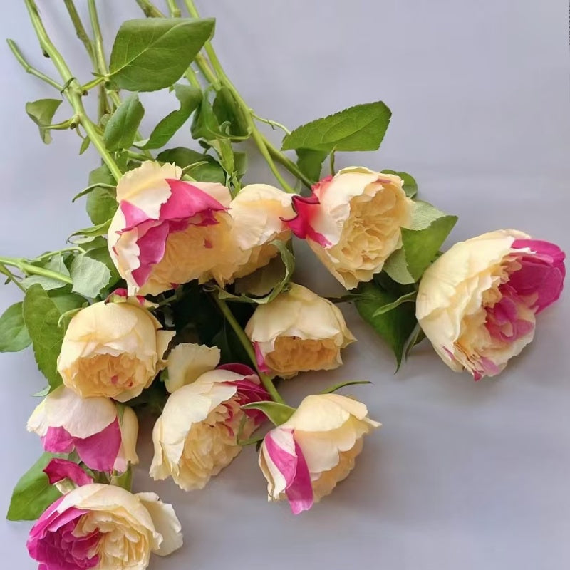 Fugetsu Rose