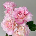 Seraphim Rose