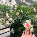 Lovely More Rose