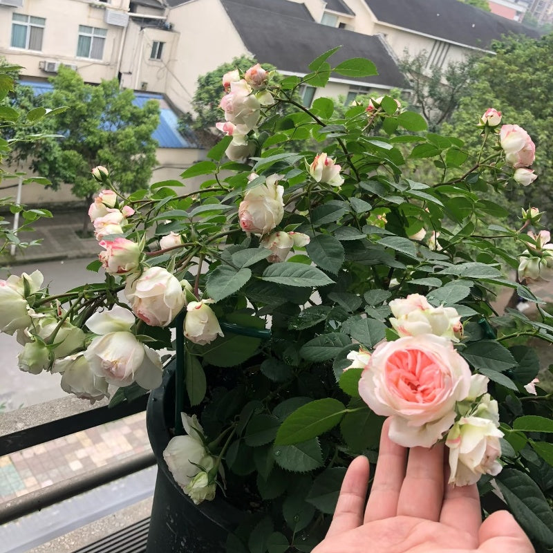 Lovely More Rose