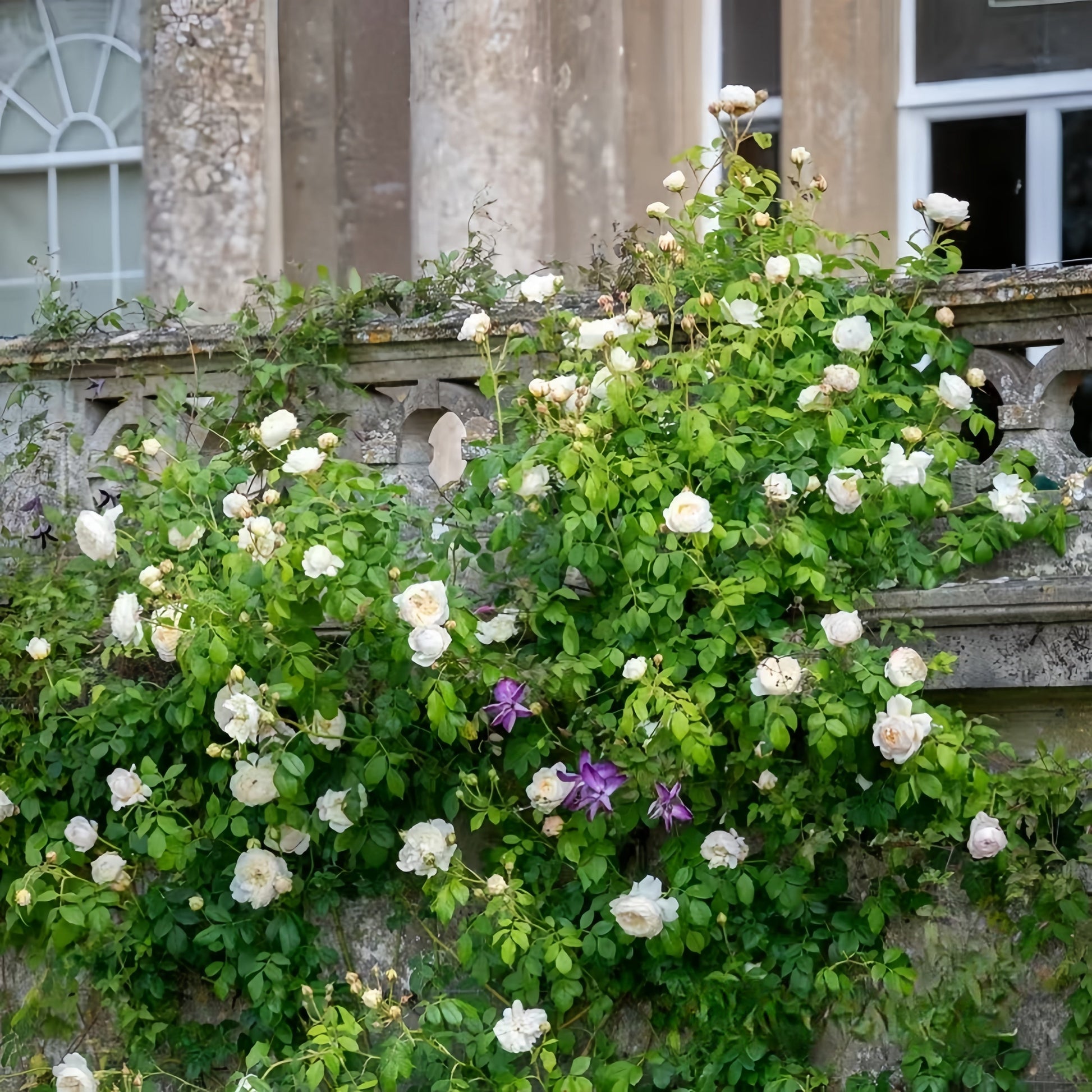 Claire Austin Rose