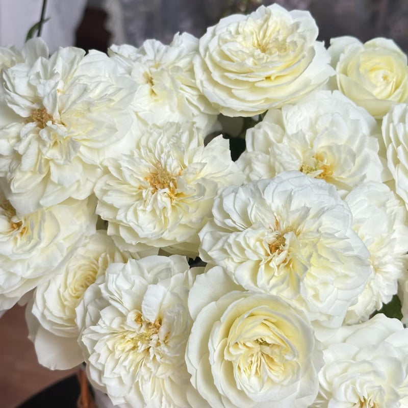 Lionora White Roses Leonora Rose – Elegant Garden Rose – Fast-growing-Plant