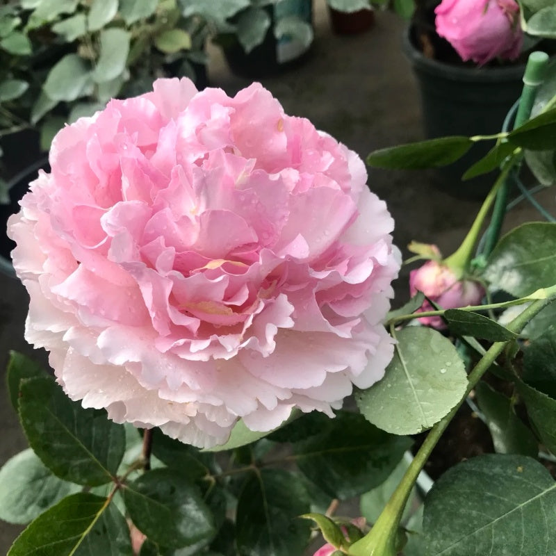 Yves Metropole Monaco Rose