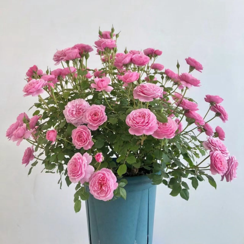Fée Clochette Rose