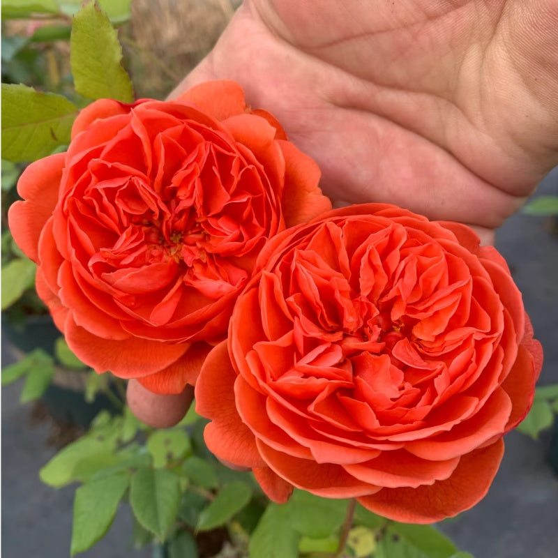 Summer Song Rose