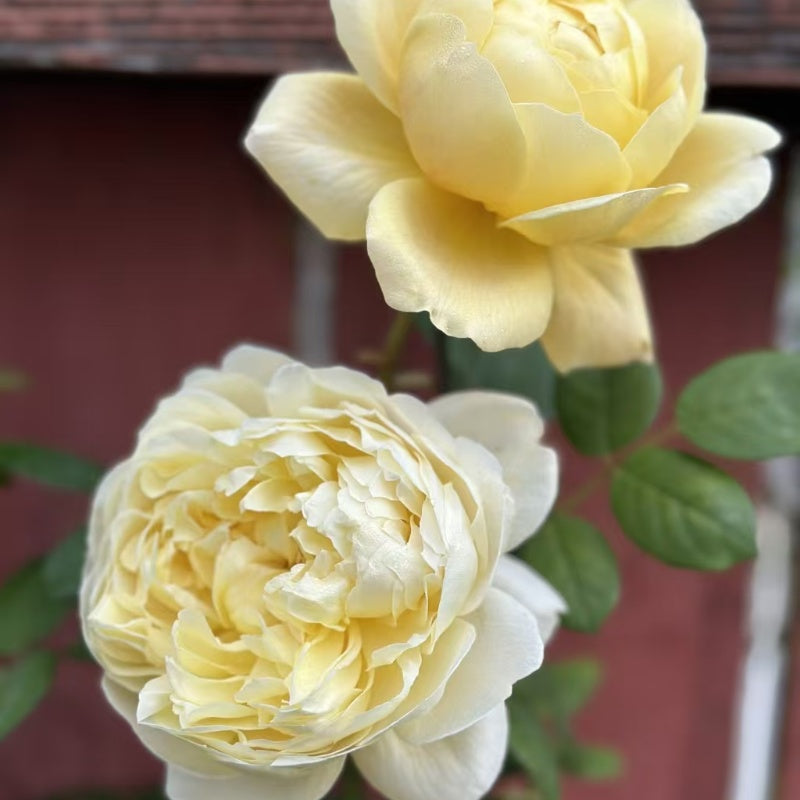 Charles Darwin Rose