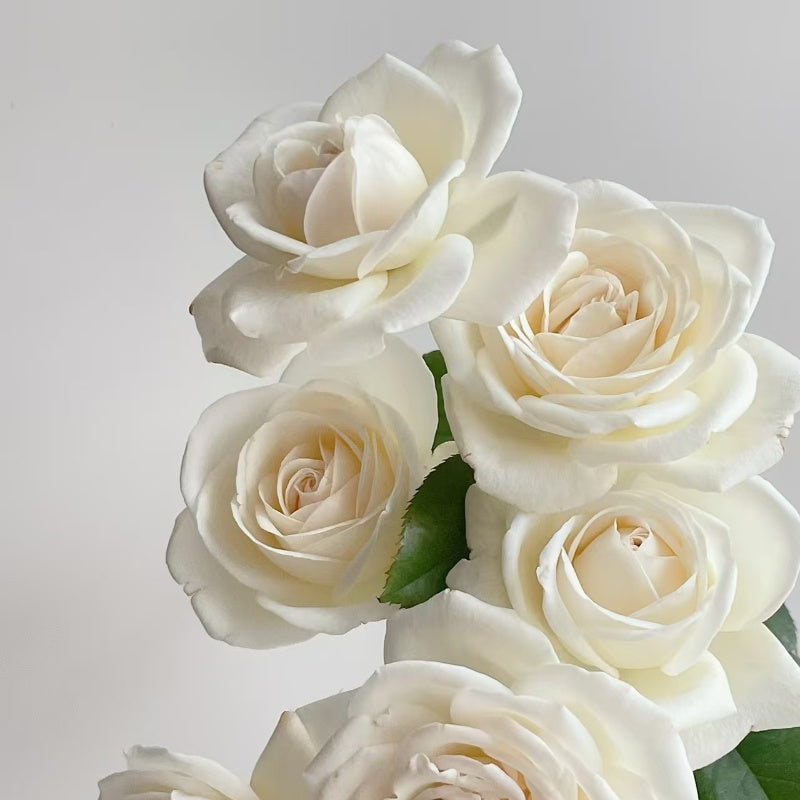 Jeanne Moreau Rose