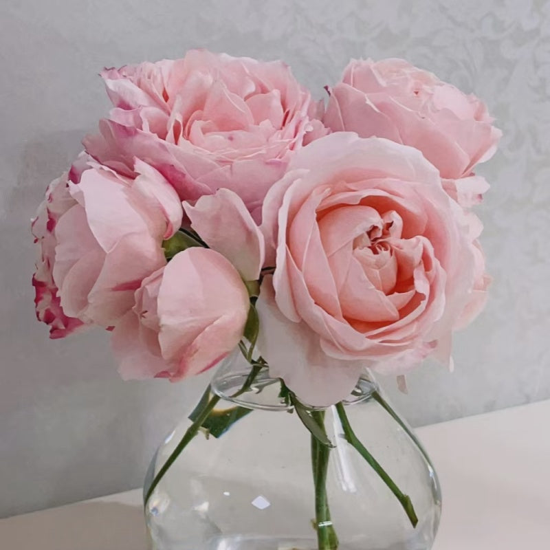 Princess Sakura Rose