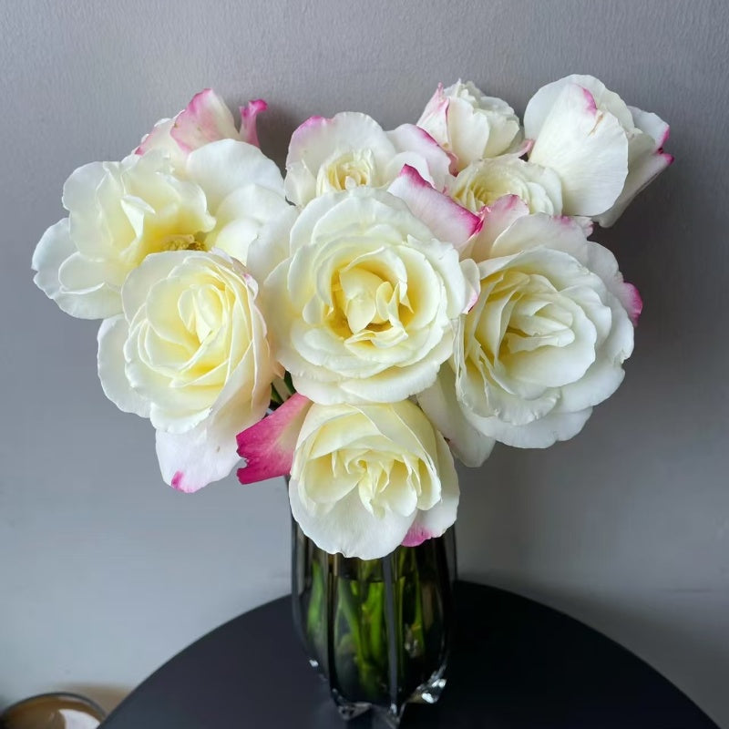Double Delight Rose