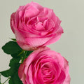 Candy Avalanche Rose