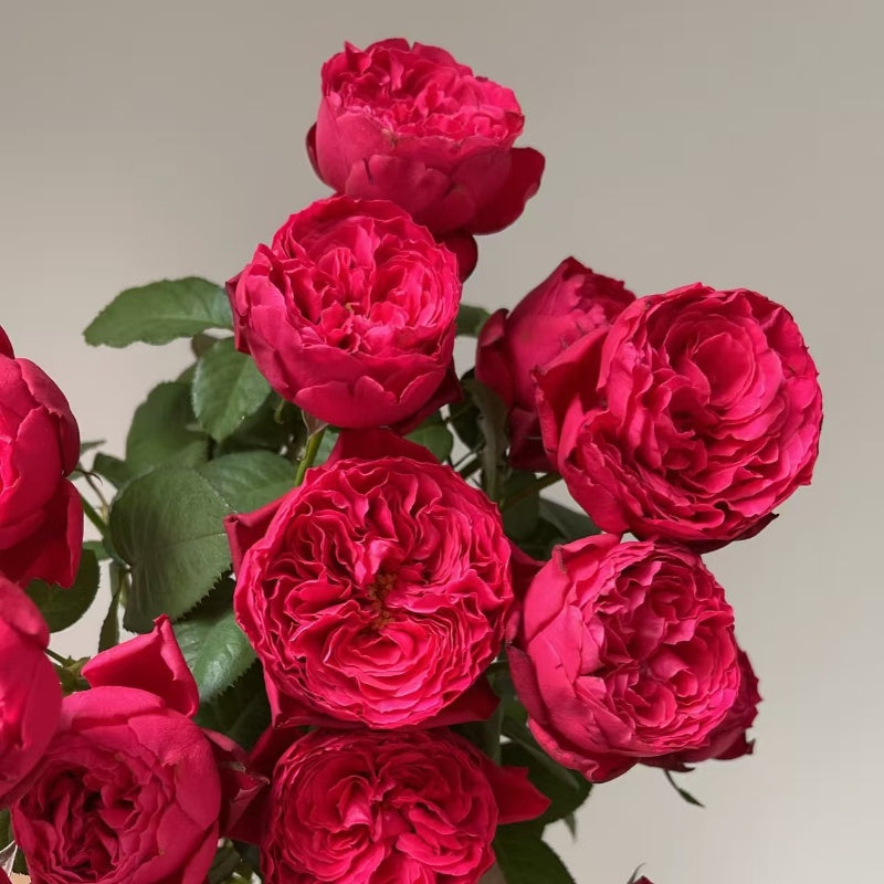 Rouge Royale Rose